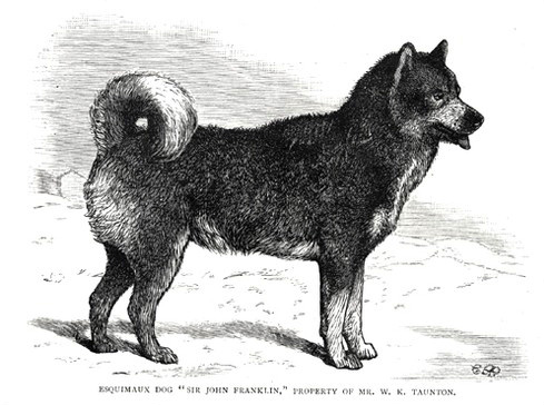 Greenland Dog