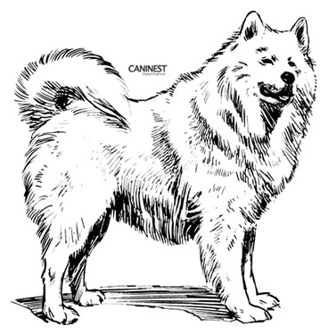 Samoyed